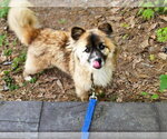 Small #1 Keeshond-pomeranian spitz Mix