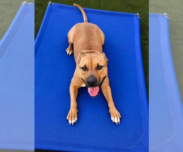 Medium Photo #15 Mutt Puppy For Sale in Rockwall, TX, USA
