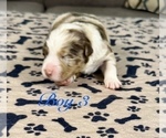 Small Photo #60 Australian Shepherd Puppy For Sale in SALISBURY, NC, USA