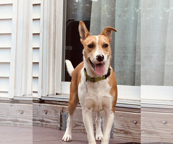 Medium Photo #1 Jack Russell Terrier-Unknown Mix Puppy For Sale in Oakhurst, NJ, USA