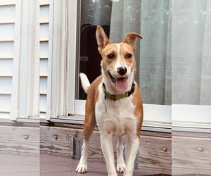 Jack Russell Terrier-Unknown Mix Dogs for adoption in Oakhurst, NJ, USA