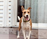 Nyah - Small Survivor, Big Heart - Female Jack Russell Terrier-Unknown Mix Dog for Adoption - Small photo