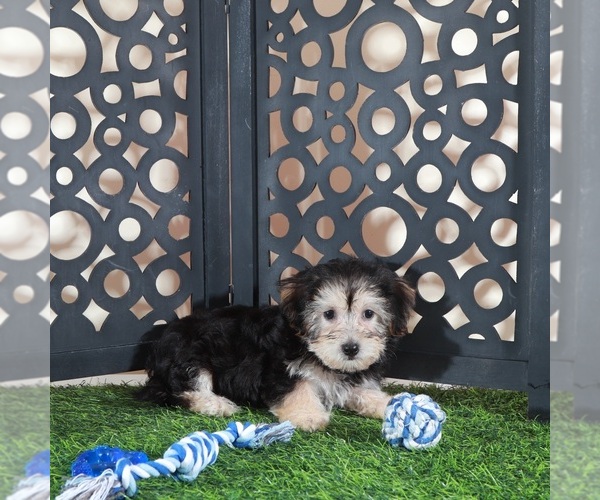 Medium Photo #1 Yo-Chon Puppy For Sale in MOUNT VERNON, OH, USA