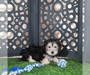 Yo-Chon Puppy for Sale in MOUNT VERNON, Ohio USA