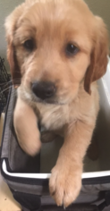 Golden Retriever Puppy for sale in ESKO, MN, USA