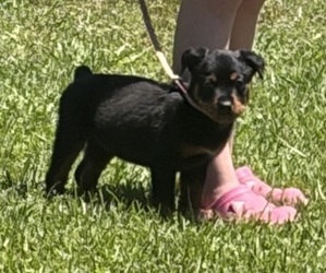 Rottweiler Puppy for sale in PEARL, MS, USA