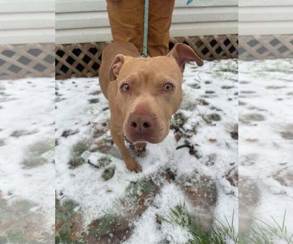 Medium Photo #6 American Pit Bull Terrier Puppy For Sale in Hillsboro, NH, USA