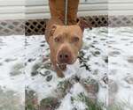 Small #5 American Pit Bull Terrier