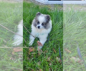 Pomeranian Puppy for sale in MISHAWAKA, IN, USA