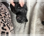 Small #16 Frenchie Pug