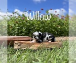 Puppy Willow Miniature Australian Shepherd