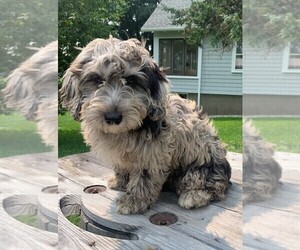 Goldendoodle (Miniature) Puppy for sale in ROWLEY, MA, USA
