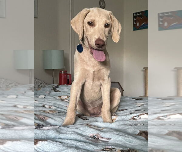 Medium Photo #4 Labrador Retriever-Unknown Mix Puppy For Sale in Brooklyn, NY, USA