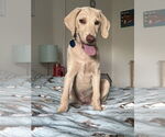 Small #3 Labrador Retriever Mix
