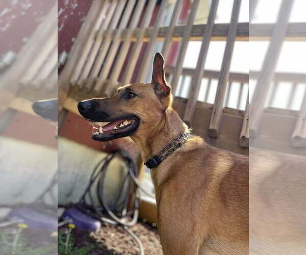 Medium Photo #2 Doberman Pinscher-Unknown Mix Puppy For Sale in Imlay City, MI, USA