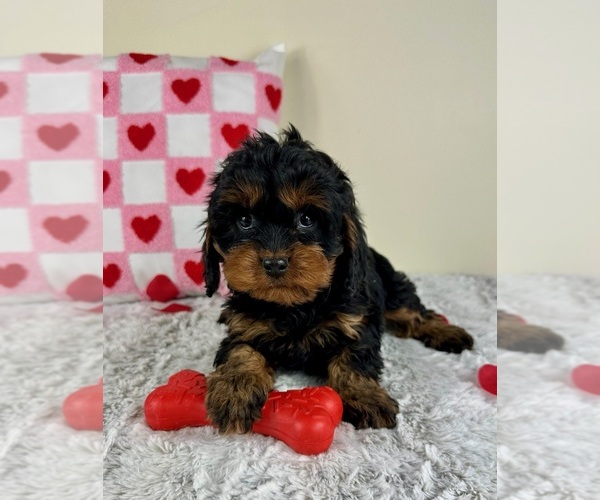 Medium Photo #4 Cavapoo Puppy For Sale in GREENFIELD, IN, USA