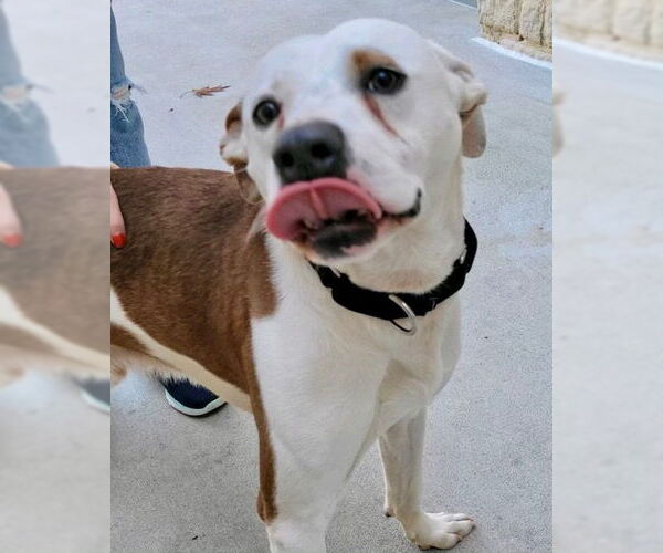 Medium Photo #12 Mutt Puppy For Sale in Atlanta, GA, USA