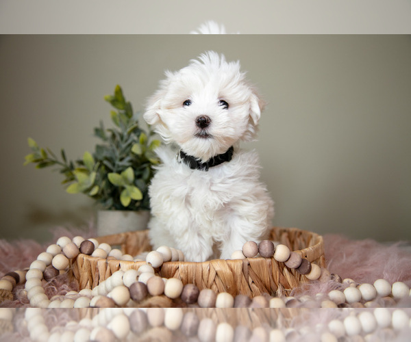 Medium Photo #2 Maltese Puppy For Sale in DUNDEE, OH, USA