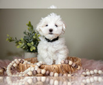 Small #1 Maltese