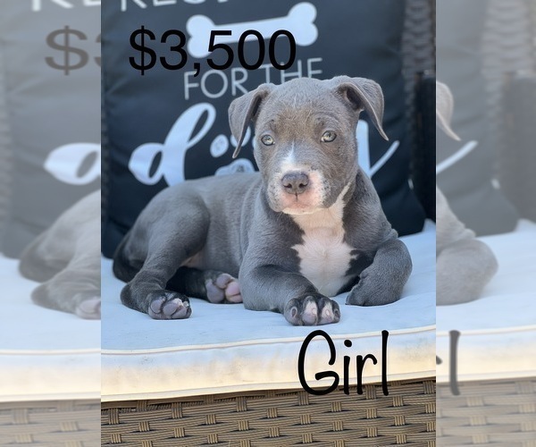 Medium Photo #1 American Bully Puppy For Sale in BEECH GROVE, IN, USA