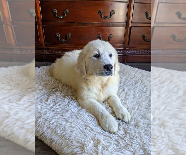 Medium Photo #7 Golden Retriever Puppy For Sale in ELVERTA, CA, USA