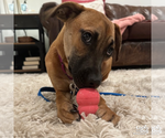 Small #6 Feist Terrier-Labrador Retriever Mix