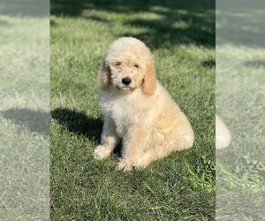 Goldendoodle Puppy for sale in MARYVILLE, MO, USA