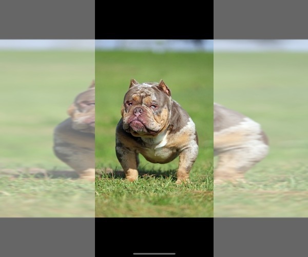Medium Photo #1 American Bully Puppy For Sale in BELL GARDENS, CA, USA