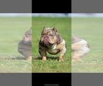 Small Photo #1 American Bully Puppy For Sale in BELL GARDENS, CA, USA