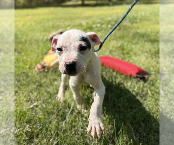 Medium Photo #2 Boxer-Unknown Mix Puppy For Sale in Yardley, PA, USA