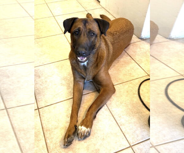 Medium Photo #2 Mutt Puppy For Sale in Chandler, AZ, USA