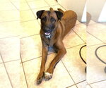 Small #1 Mutt