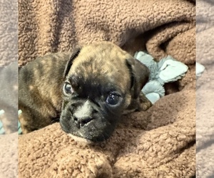 Boxer Puppy for sale in LANSING, MI, USA
