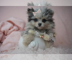 Small #20 Pomeranian