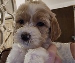 Puppy Marshmallow Doodle-Goldendoodle Mix