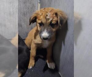 Labrador Retriever-Unknown Mix Dogs for adoption in San Antonio, TX, USA