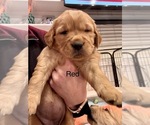 Small Photo #3 Golden Retriever Puppy For Sale in GRAND RAPIDS, MI, USA