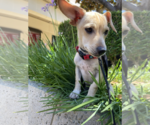 Small #3 Chihuahua Mix
