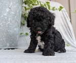 Small #11 Poodle (Toy)