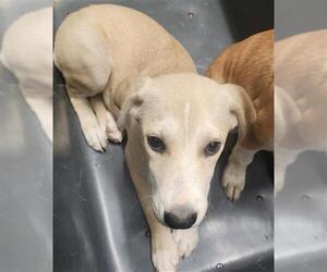 Labrador Retriever-Unknown Mix Dogs for adoption in Bakersfield, CA, USA