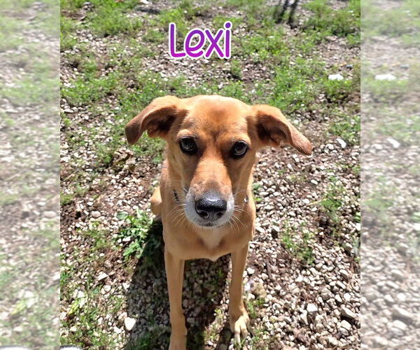 Medium Photo #3 Golden Retriever-Retriever  Mix Puppy For Sale in Port Clinton, OH, USA