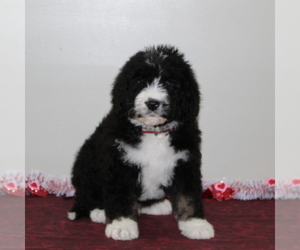 Bernedoodle Puppy for sale in PEACH BOTTOM, PA, USA