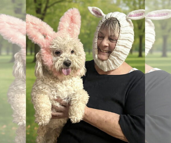 Medium Photo #5 Poochon Puppy For Sale in Phoenix, AZ, USA