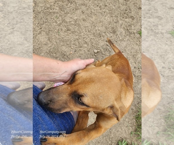 Medium Photo #8 Catahoula Leopard Dog Puppy For Sale in CUMBY, TX, USA