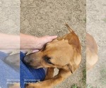 Small #7 Catahoula Leopard Dog