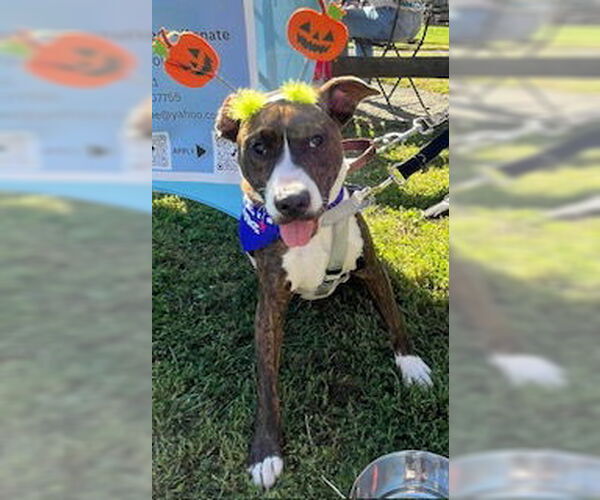 Medium Photo #8 American Pit Bull Terrier-Mountain Cur Mix Puppy For Sale in Oakhurst, NJ, USA