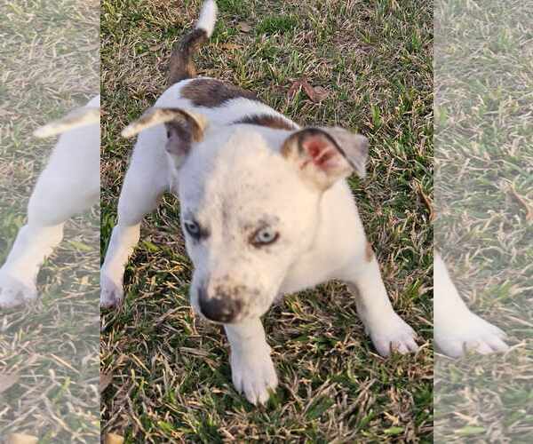 Medium Photo #7 Mountain Cur-Unknown Mix Puppy For Sale in Oakhurst, NJ, USA