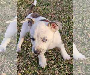 Wrangler - Male Mountain Cur-Unknown Mix Dog for Adoption - Photo #7