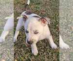 Small Photo #7 Mountain Cur-Unknown Mix Puppy For Sale in Oakhurst, NJ, USA