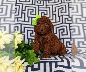 Miniature Labradoodle Puppy for sale in NOTTINGHAM, PA, USA